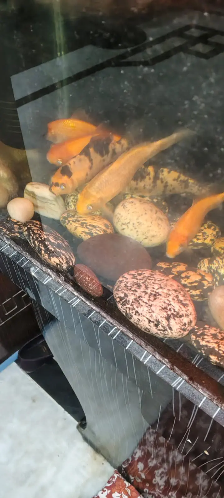 Best aquarium