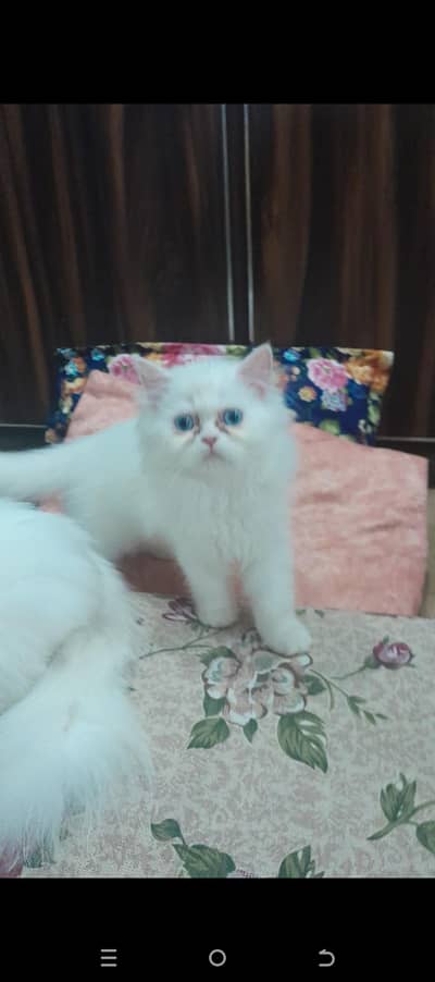 Cute Triple Coated Persian Kitten Cats