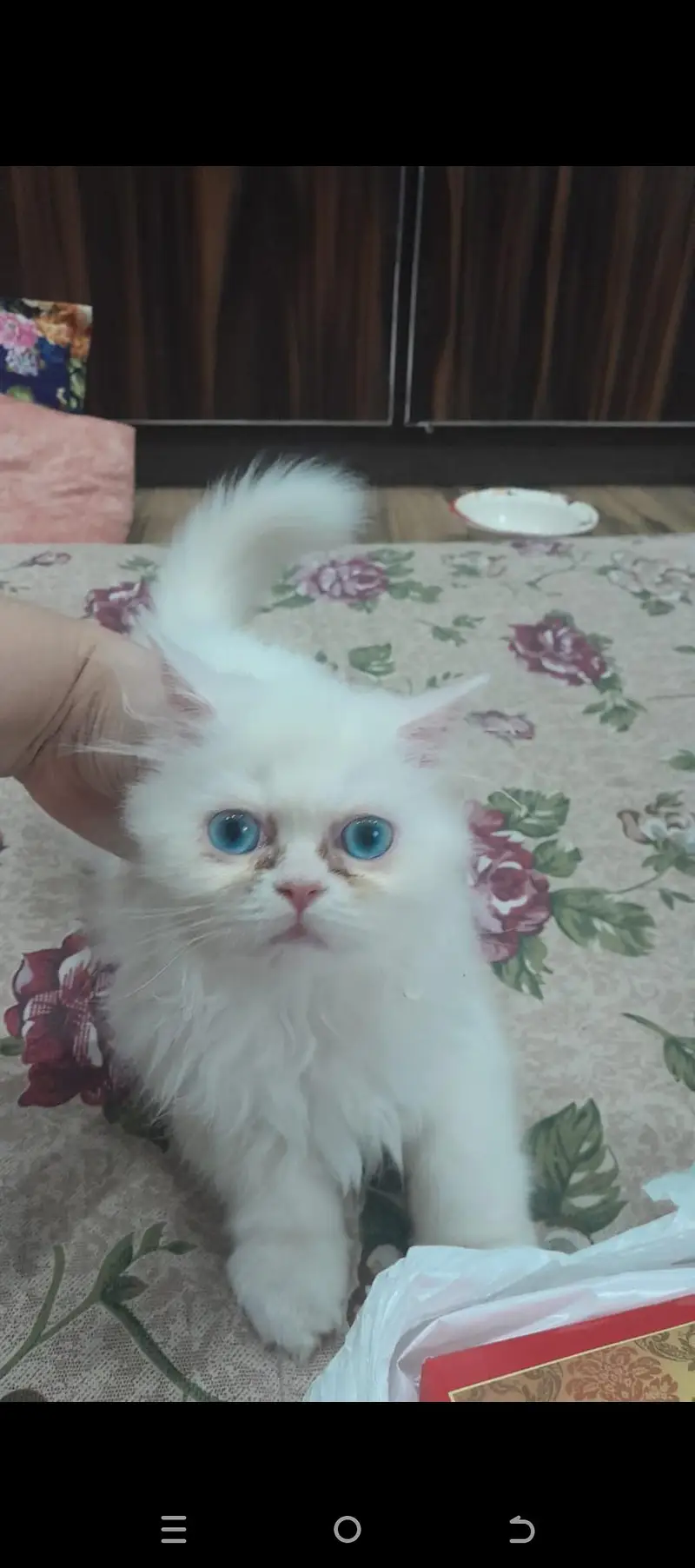 Cute Triple Coated Persian Kitten Cats — photo 2