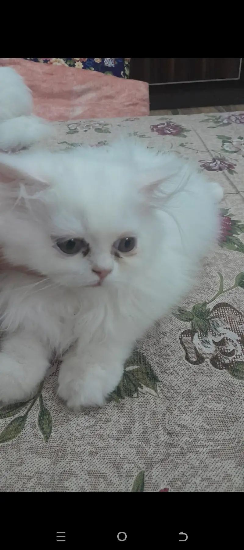 Cute Triple Coated Persian Kitten Cats — photo 3