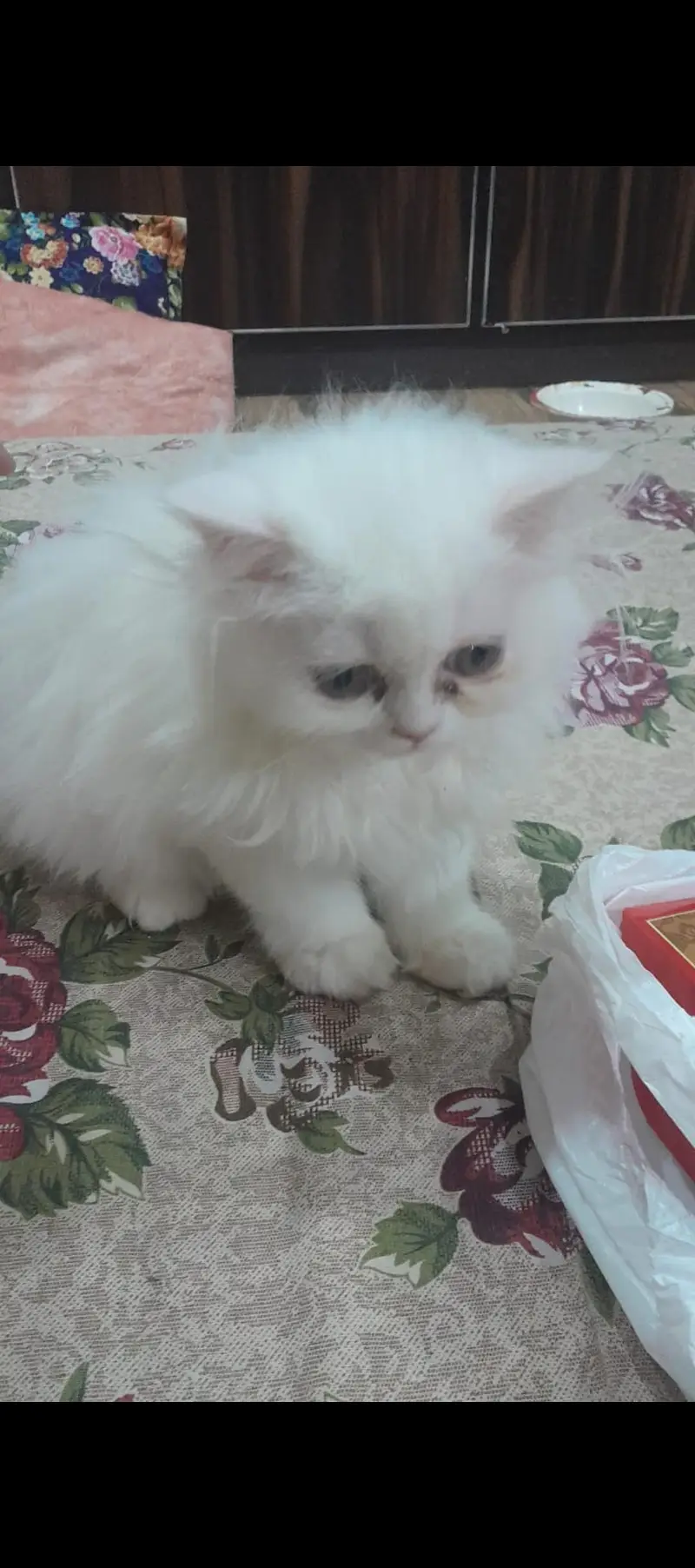 Cute Triple Coated Persian Kitten Cats — photo 4