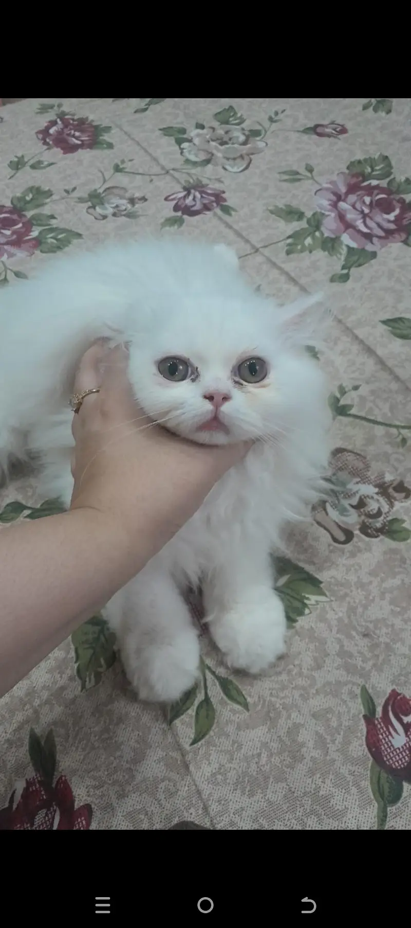 Cute Triple Coated Persian Kitten Cats — photo 5