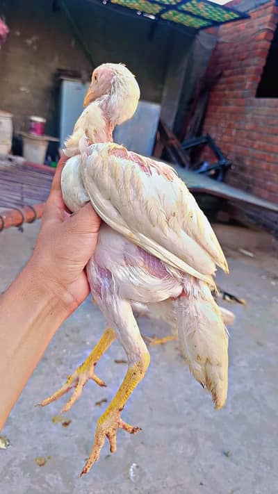 White Heera Aseel Chicks