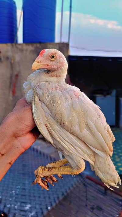 White Heera Aseel Chicks