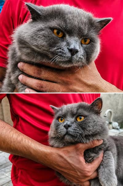 Pure British Longhair Male Cat – For Sale