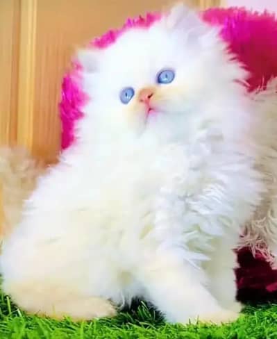 (Persian female kitten) (for sale all) (Pakistan delivery available)