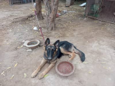German shepherd female for sale