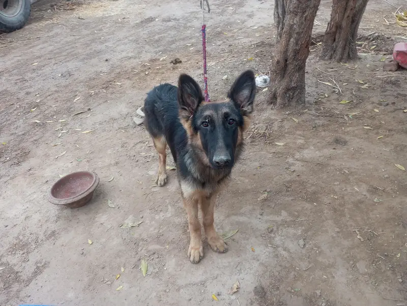 German shepherd female for sale — photo 3