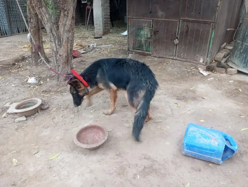 German shepherd female for sale — photo 4