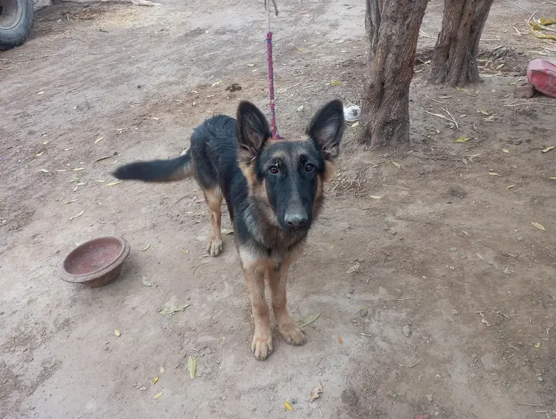 German shepherd female for sale — photo 5
