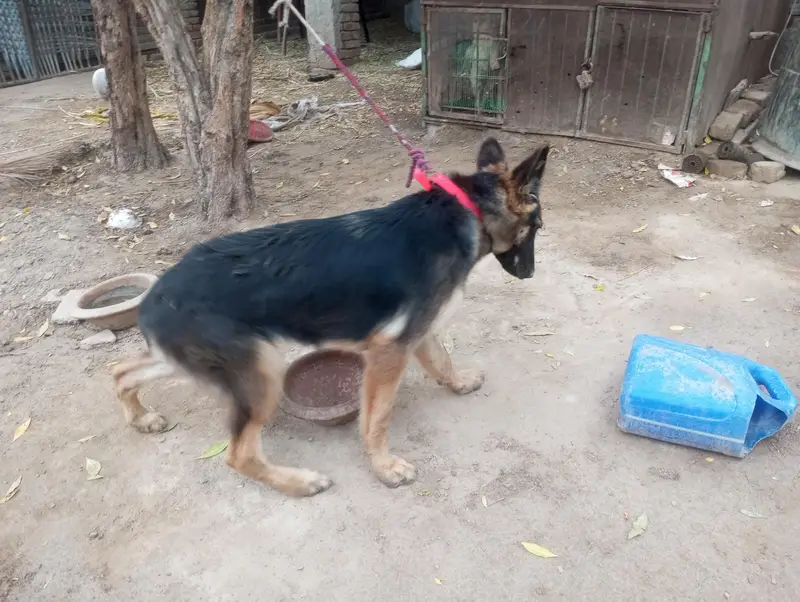 German shepherd female for sale — photo 6