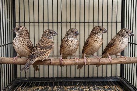 Cut throat female finches