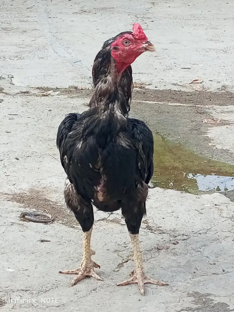 Aseel lasani kana breeder — photo 4