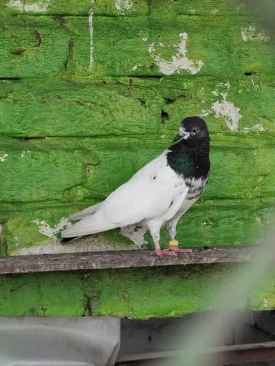 mix pigeon pairs and baby's all for sale