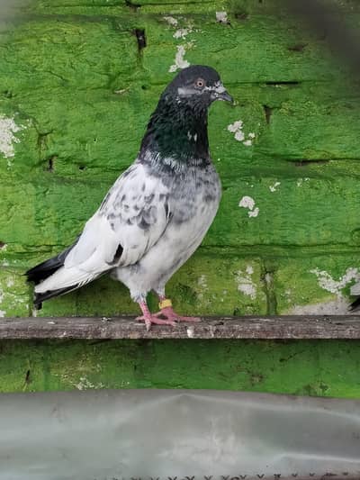 mix pigeon pairs and baby's all for sale