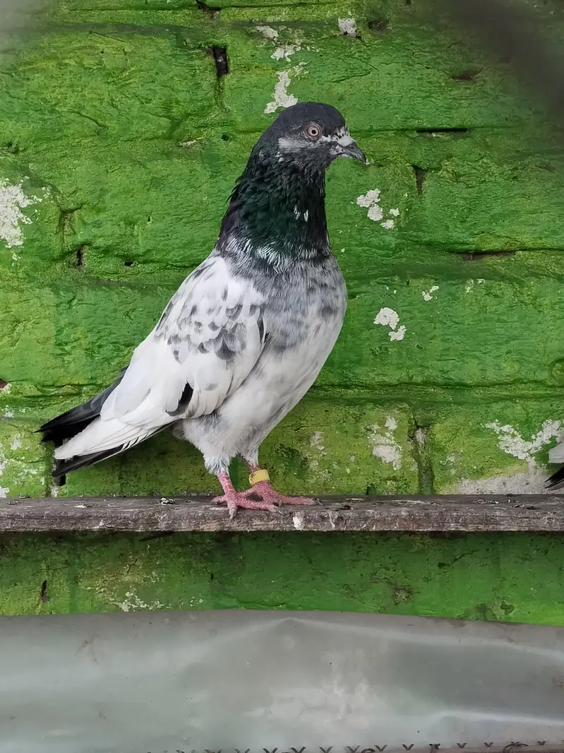mix pigeon pairs and baby's all for sale — photo 2