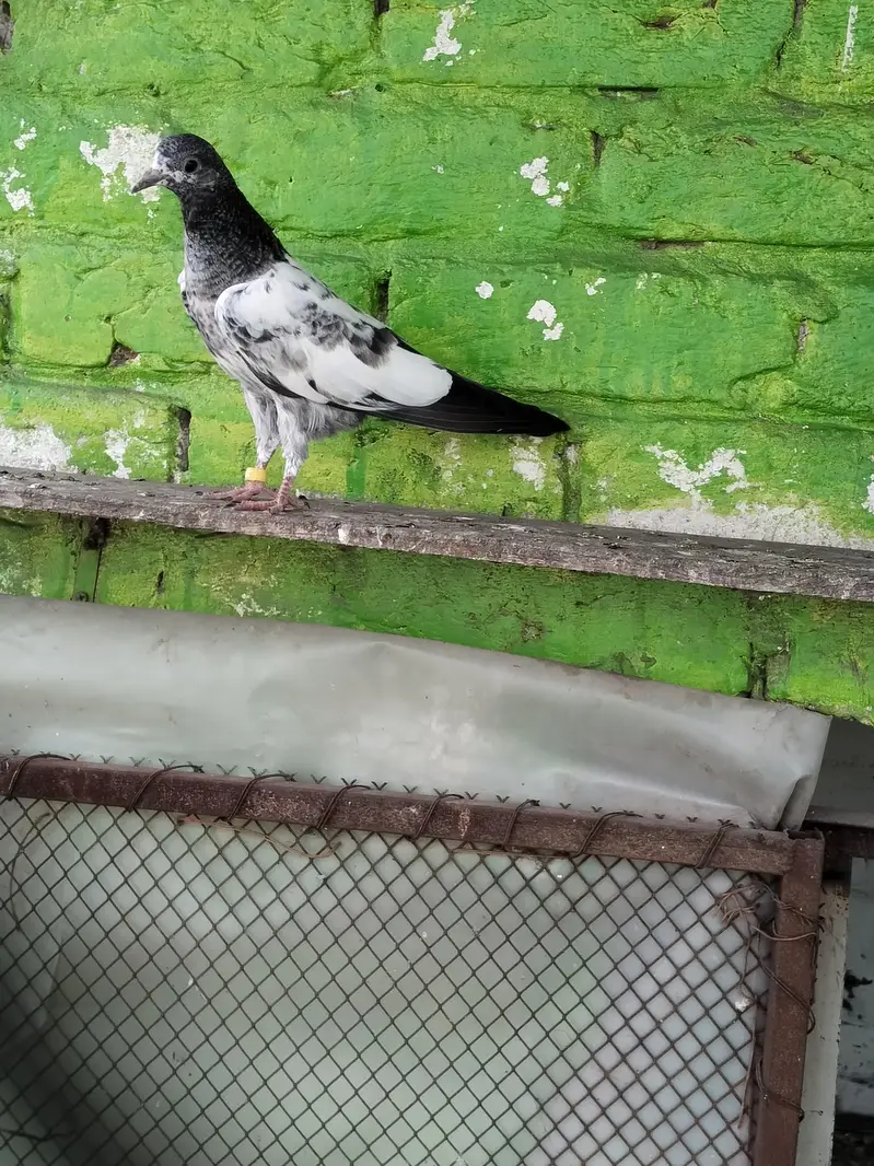 mix pigeon pairs and baby's all for sale — photo 3