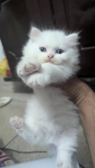 White Persian Male