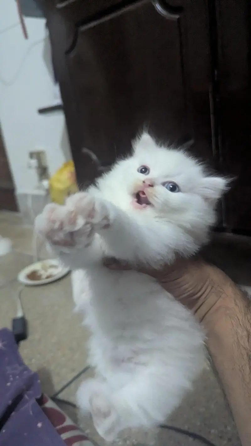 White Persian Male — photo 2
