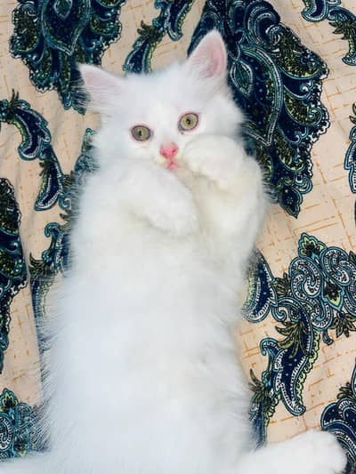 persian kitten