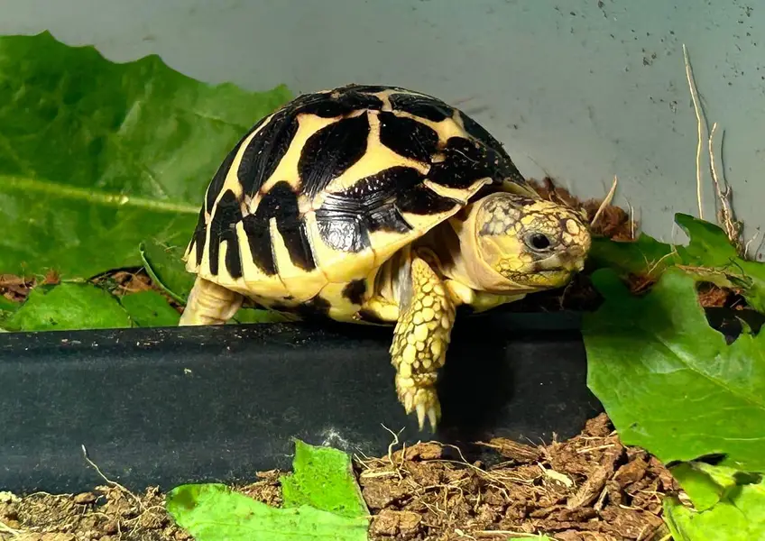turtles for sale munseeb price