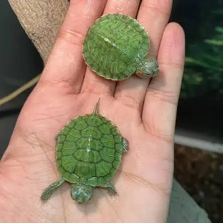 turtles for sale munseeb price — photo 2
