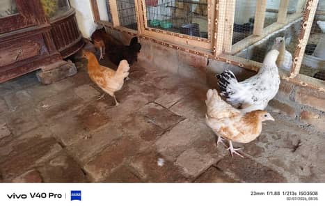 golden misri chicks