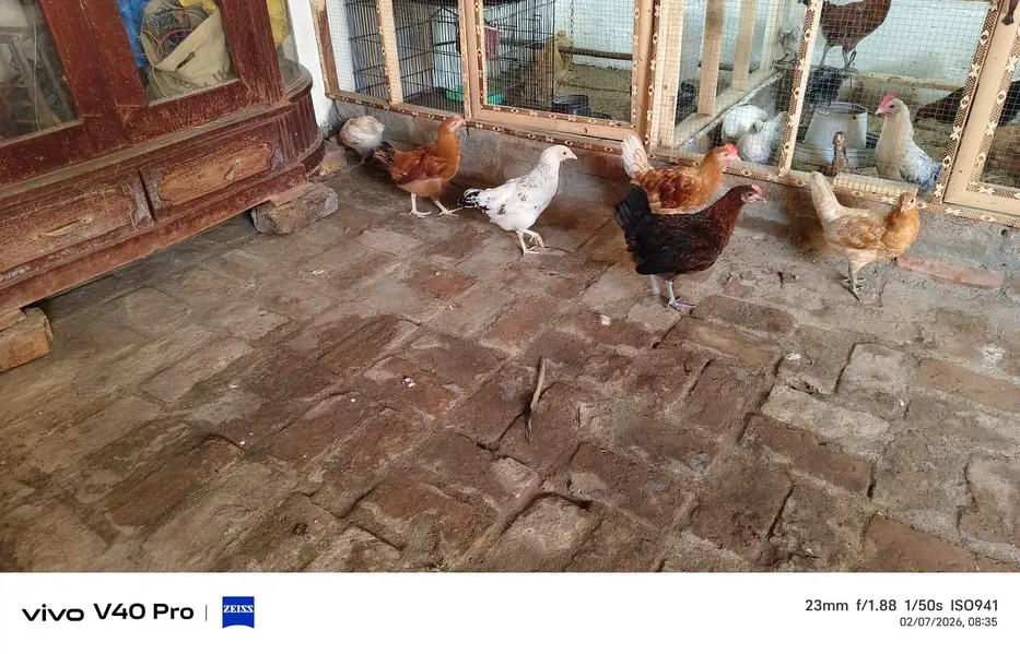 golden misri chicks — photo 2