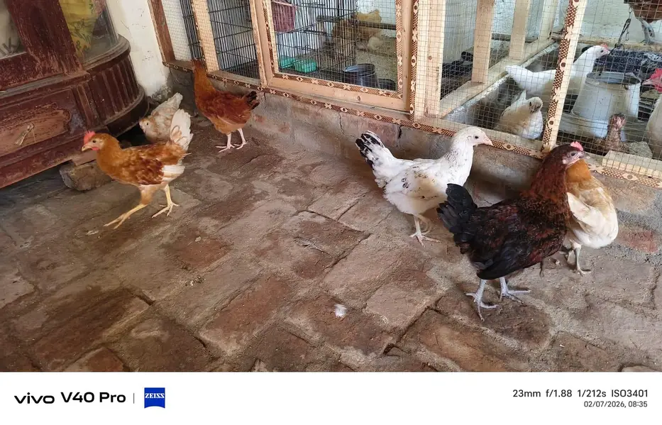 golden misri chicks — photo 3