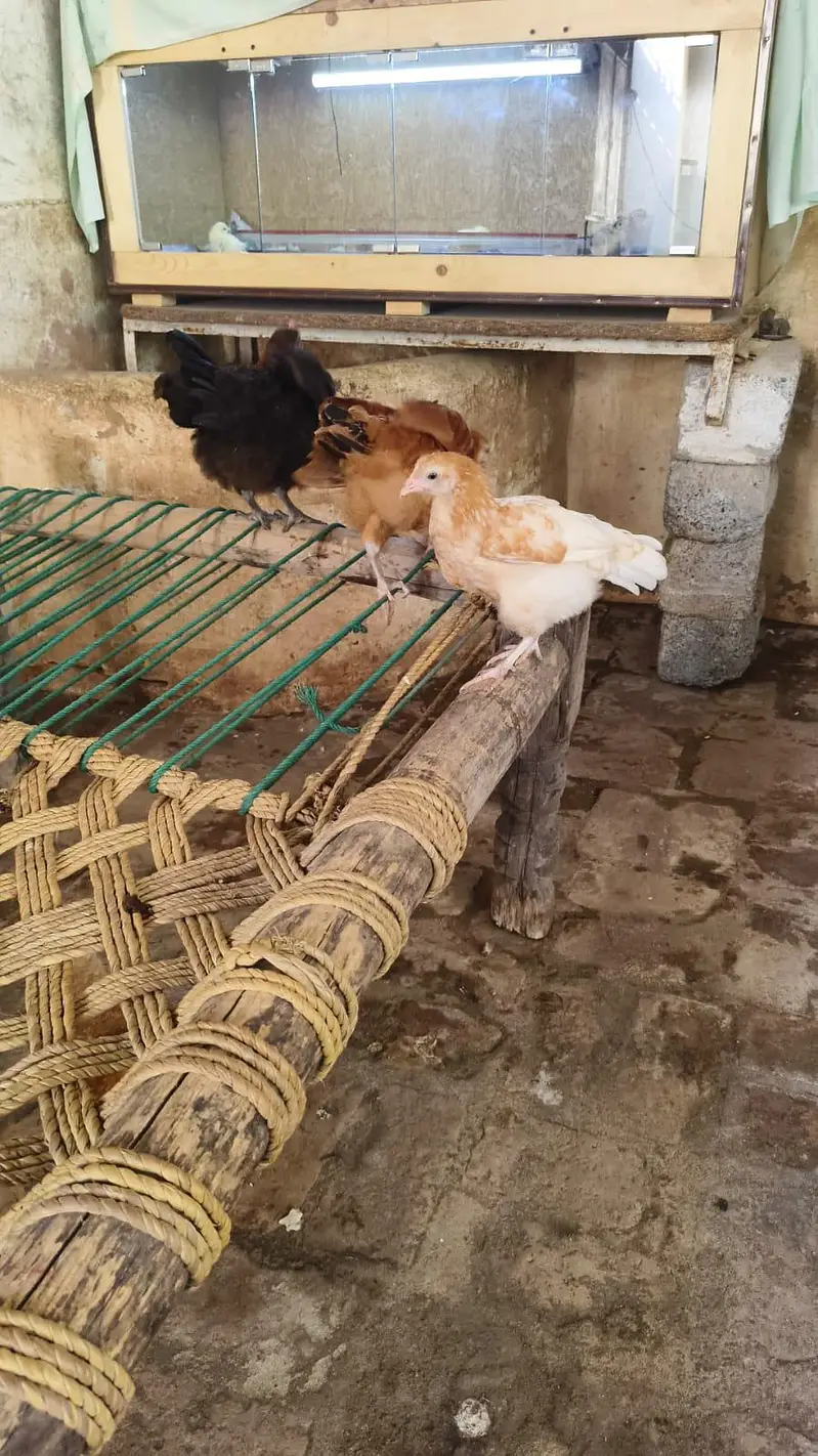 golden misri chicks — photo 4