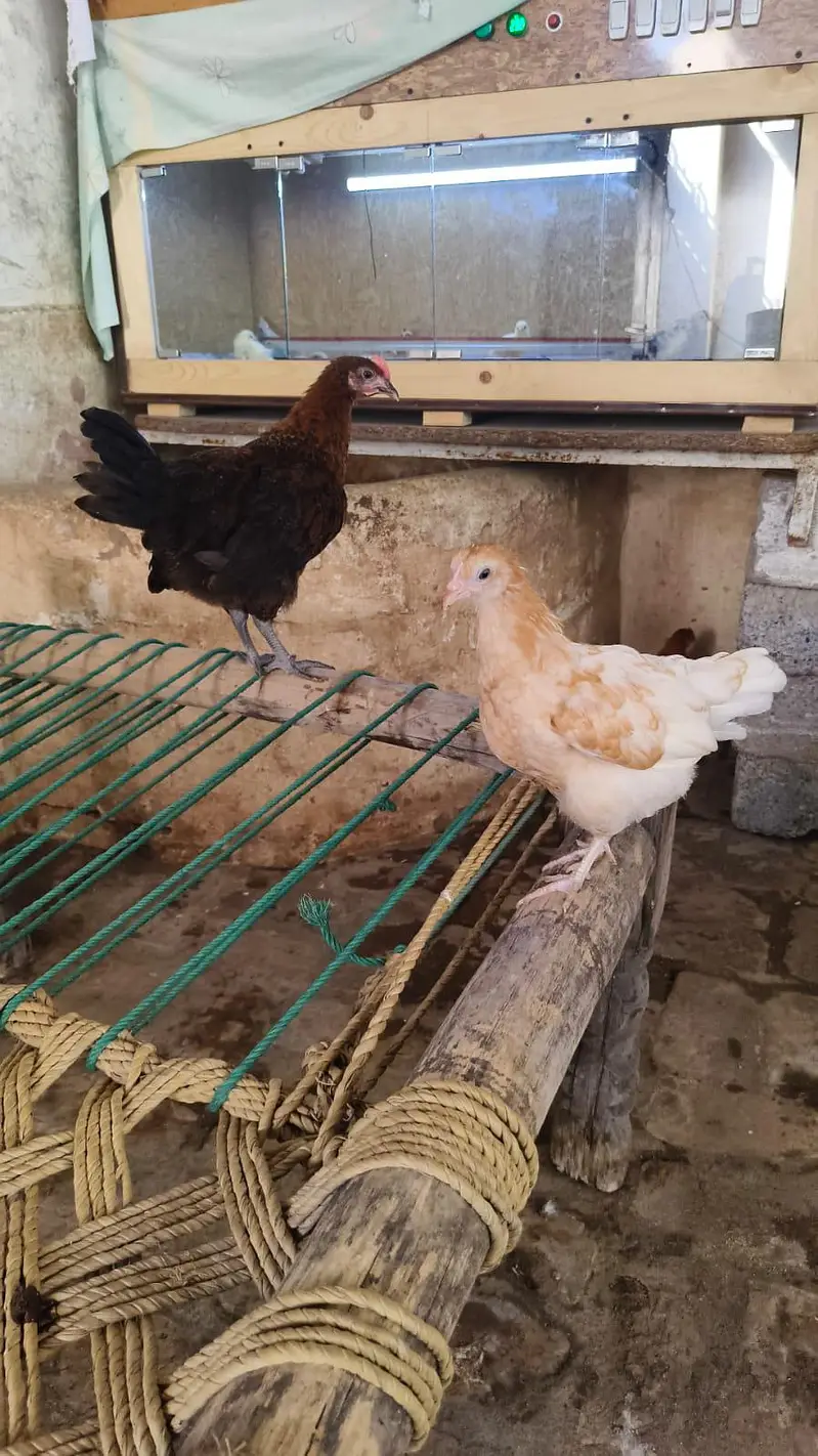 golden misri chicks — photo 5