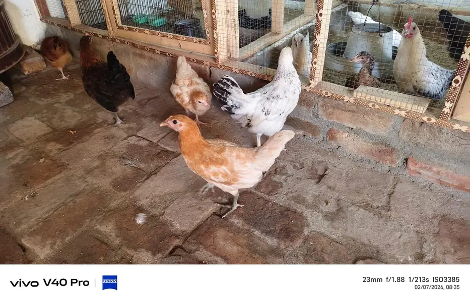 golden misri chicks — photo 6