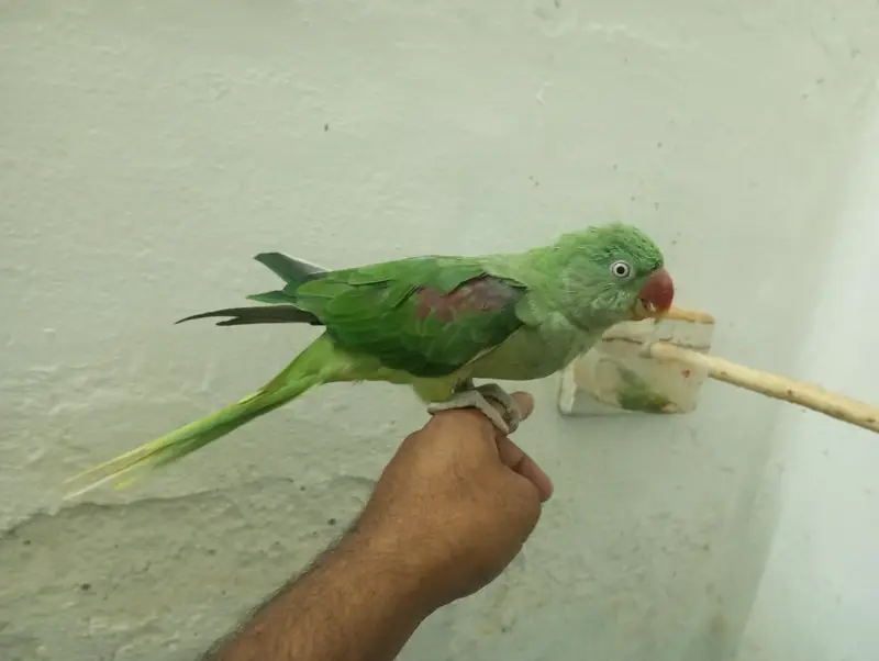 2 pice Kashmiri Raw Indian Raw 01 Batian krta Hy — photo 2