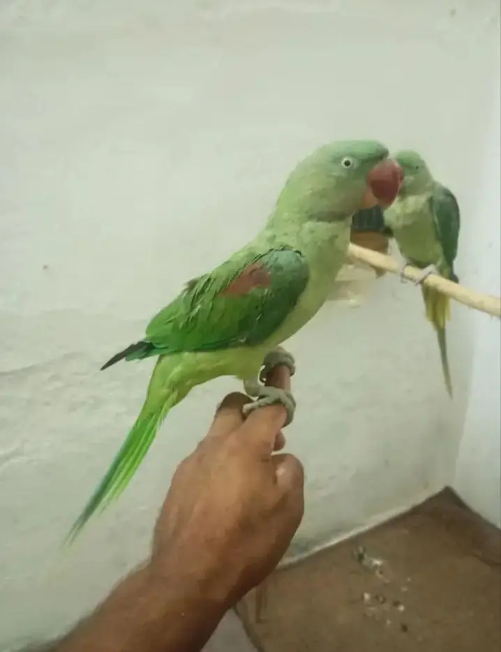 2 pice Kashmiri Raw Indian Raw 01 Batian krta Hy — photo 3