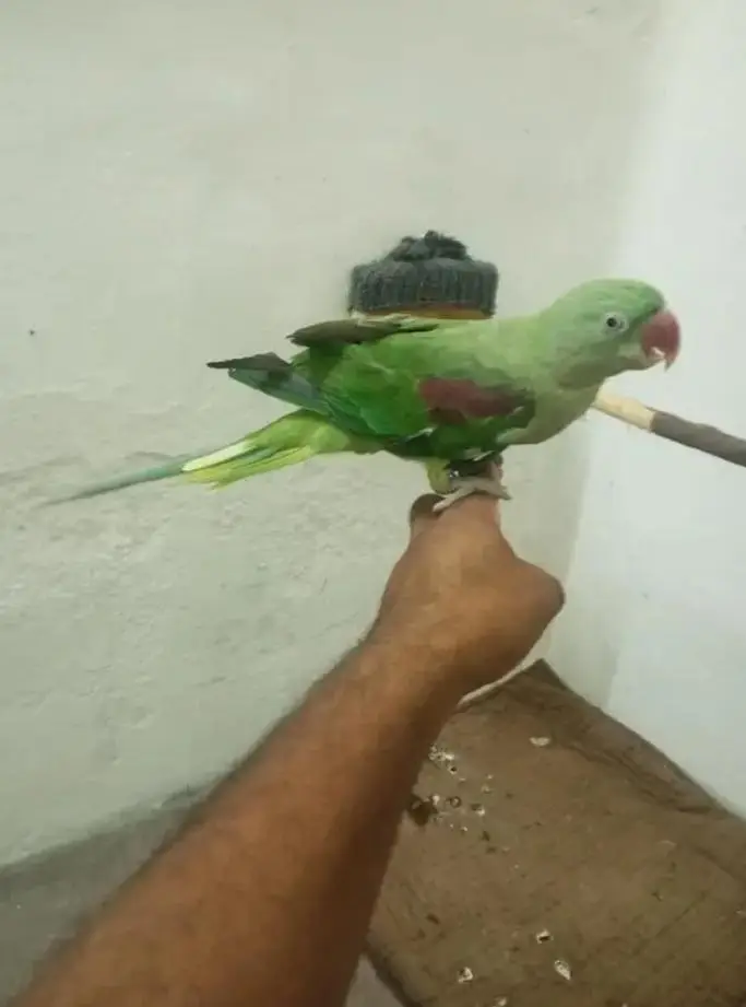 2 pice Kashmiri Raw Indian Raw 01 Batian krta Hy — photo 4