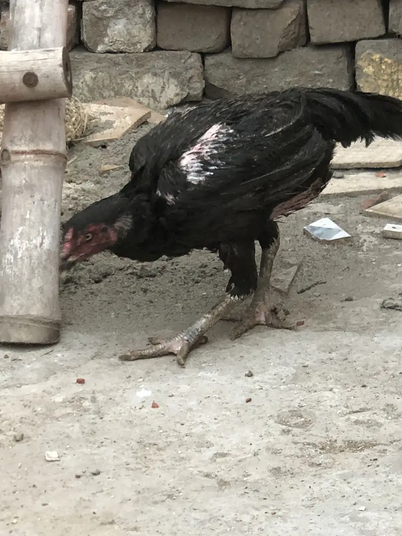 Aseel Thai — photo 2