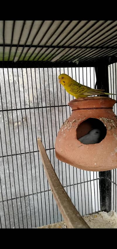 budgie's breeder pair with Egg's