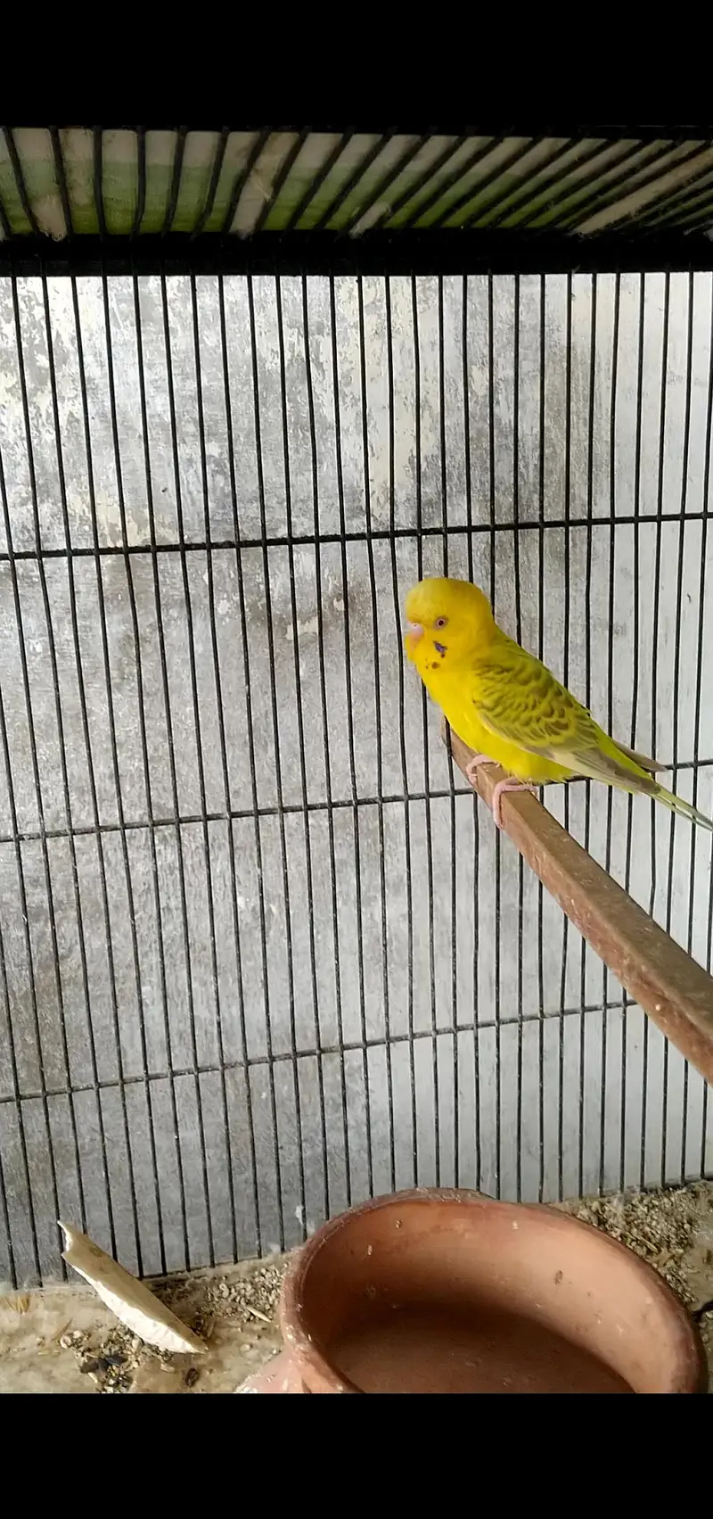 budgie's breeder pair with Egg's — photo 2