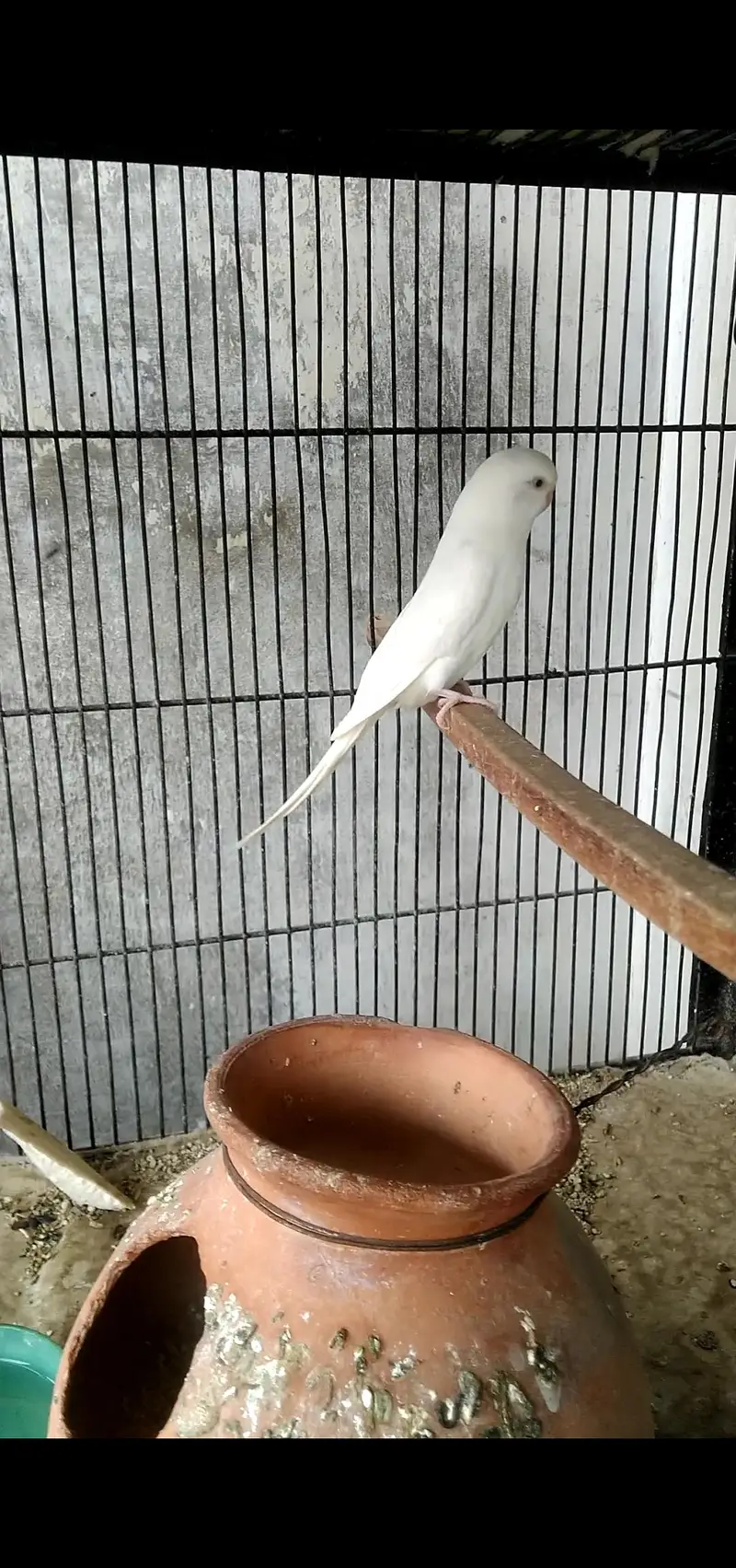 budgie's breeder pair with Egg's — photo 3
