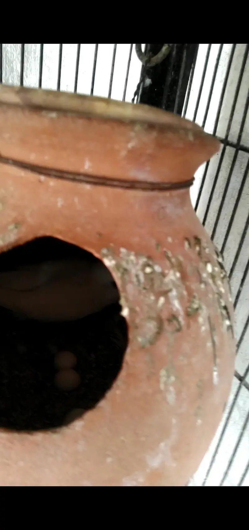 budgie's breeder pair with Egg's — photo 4
