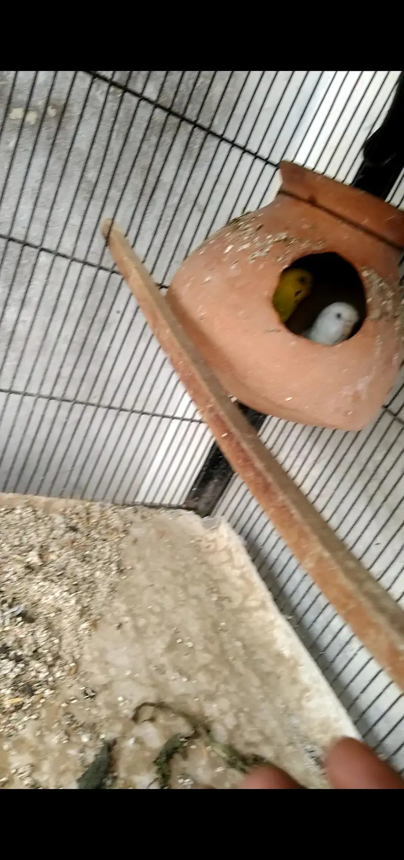 budgie's breeder pair with Egg's — photo 5