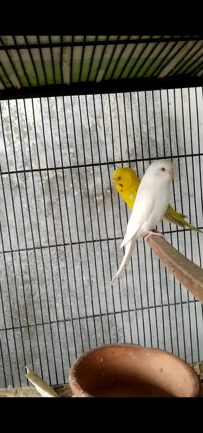 budgie's breeder pair with Egg's — photo 6