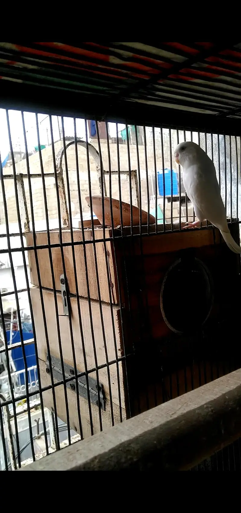 budgie's breeder pair with Egg's — photo 7