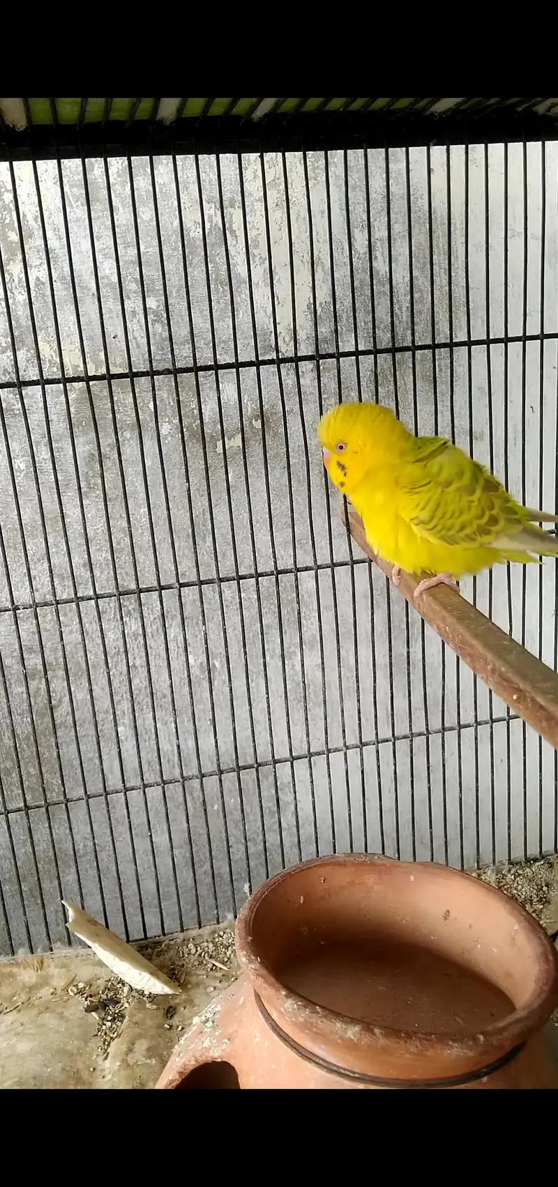 budgie's breeder pair with Egg's — photo 8