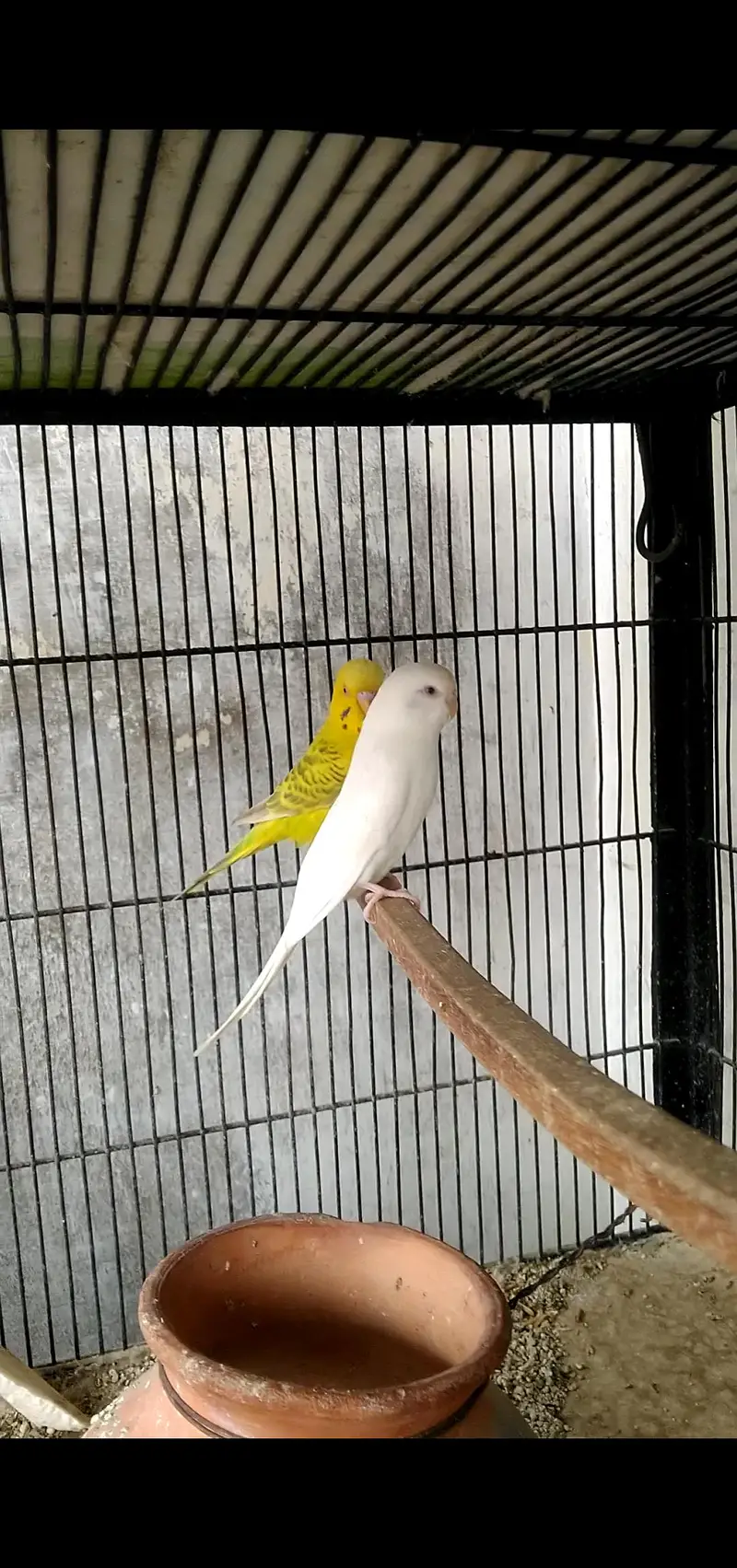 budgie's breeder pair with Egg's — photo 9