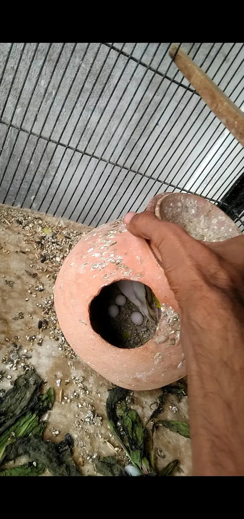 budgie's breeder pair with Egg's — photo 10