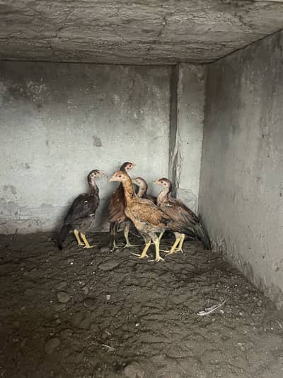 mianwali aseel chicks 03314101917