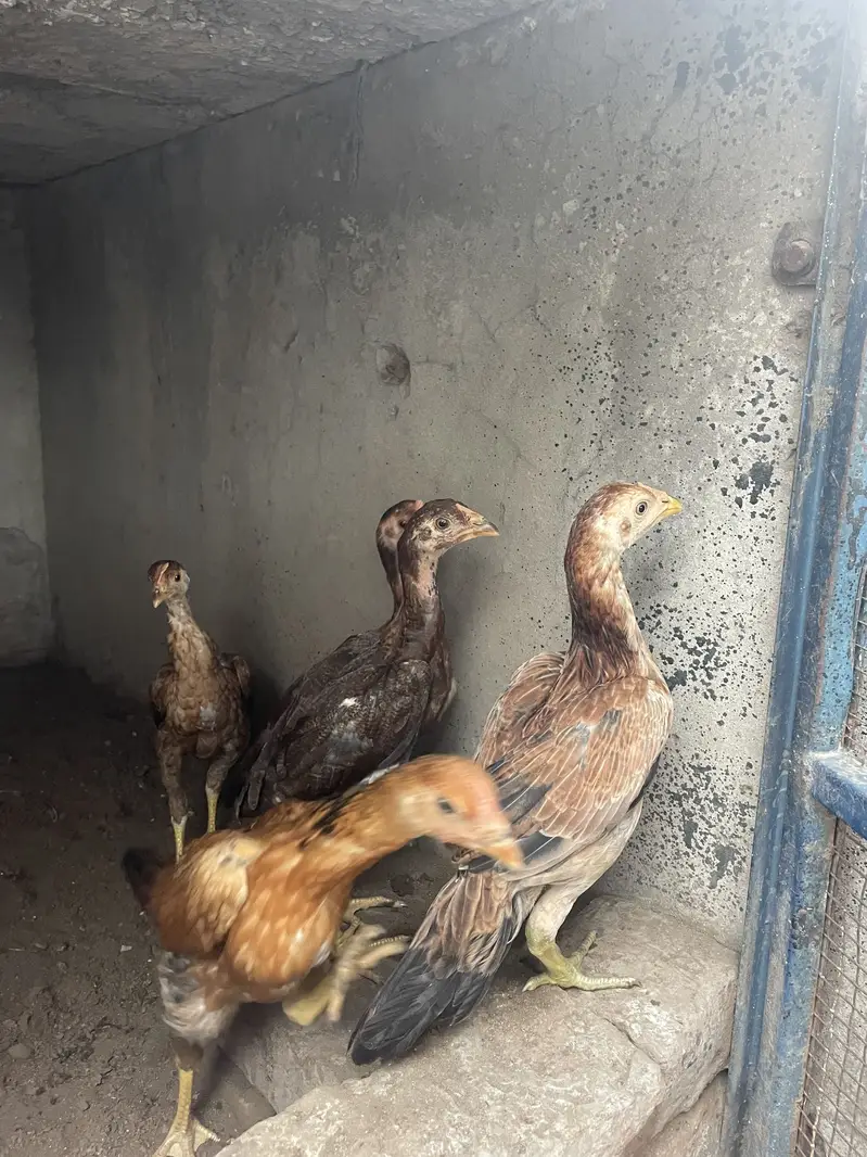 mianwali aseel chicks 03314101917 — photo 2