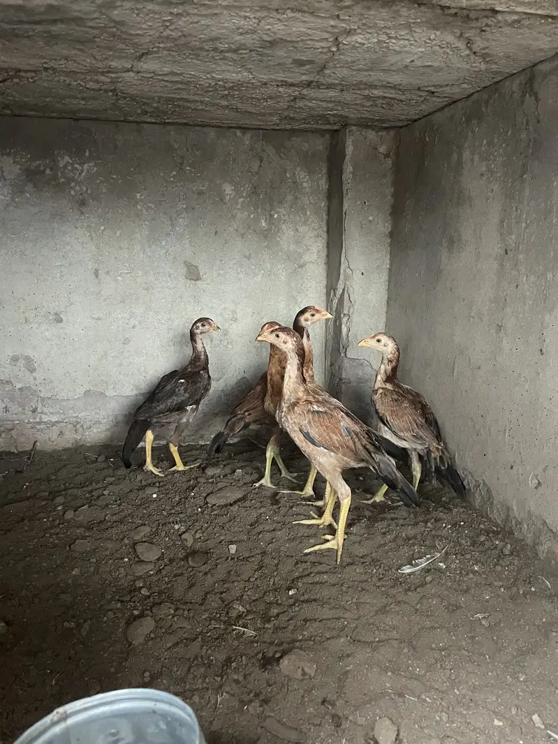 mianwali aseel chicks 03314101917 — photo 3