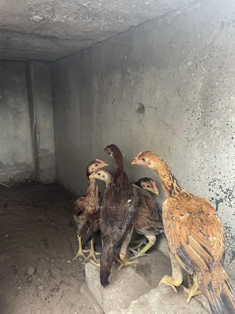 mianwali aseel chicks 03314101917 — photo 4